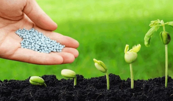 Sửa quy định về quản lý phân bón, giống cây trồng