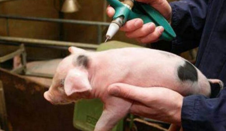 Triển khai quyết liệt, đồng bộ các giải pháp phòng, chống bệnh Dịch tả lợn Châu Phi