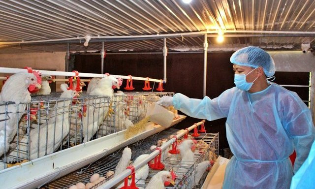 Phê duyệt Đề án Phát triển công nghiệp chế biến thức ăn chăn nuôi đến năm 2030