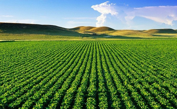 Quy định xử phạt vi phạm hành chính về Trồng trọt