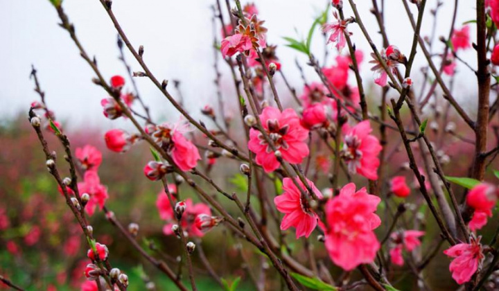 Tết Nguyên đán Ất Tỵ 2025 nghỉ 9 ngày liên tục