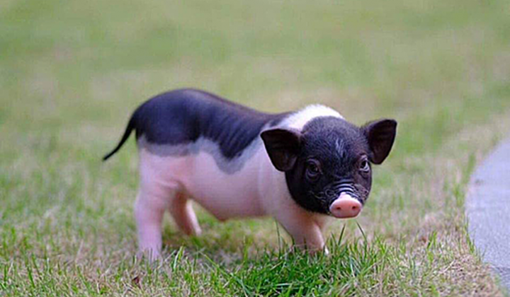 Xử lý nghiêm các trường hợp buôn bán, vận chuyển lợn bệnh, không rõ nguồn gốc xuất xứ