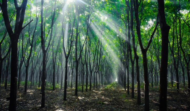 VRG dự kiến tổ chức Hội thi Bàn tay vàng từ ngày 9 - 12/12