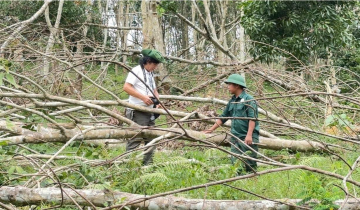 Nghệ An: Cây cao su Thanh Chương  thiệt hại nặng nề sau hai cơn bão dữ