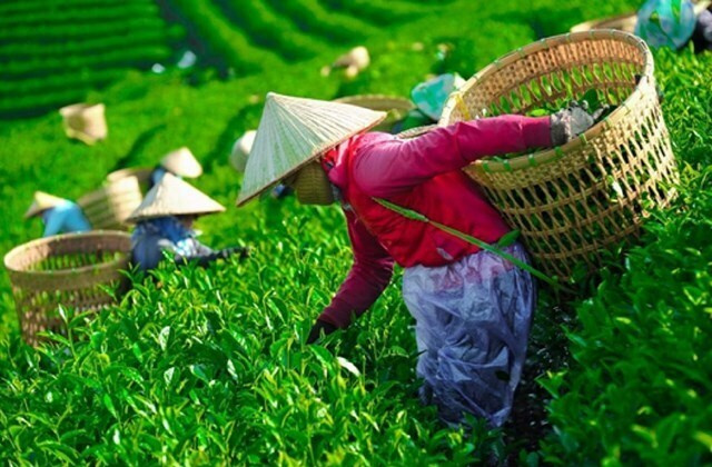 Hơn 400 container chè Việt mắc kẹt tại Pakistan: Ngành chè đứng trước nguy cơ đứt gãy chuỗi sản xuất