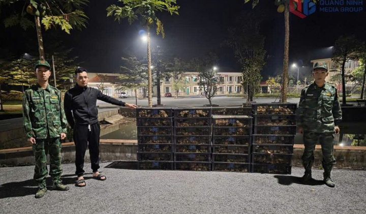 Bộ đội Biên phòng tỉnh Quảng Ninh liên tiếp bắt giữ các vụ vận chuyển gia cầm lậu