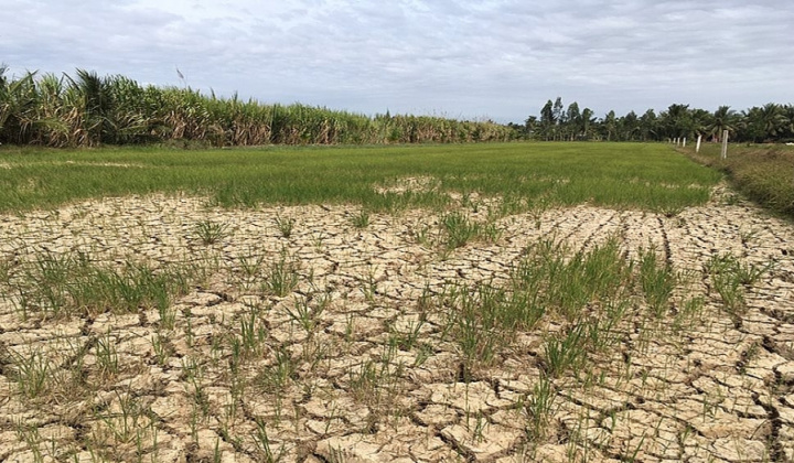 Chủ động ứng phó đợt xâm nhập mặn cao điểm ở ĐBSCL và TP HCM