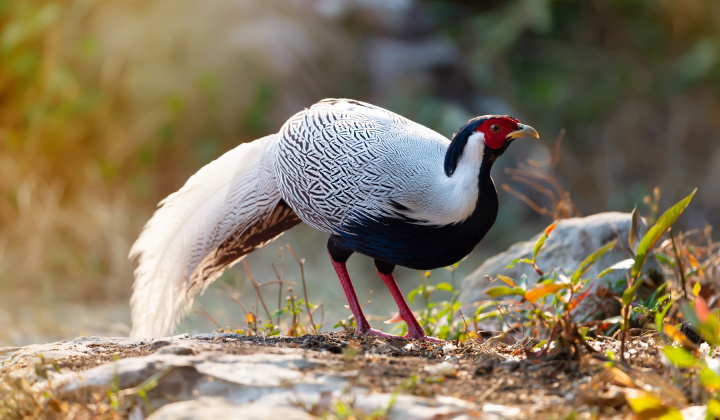 Gà lôi trắng - Đôi điều cùng suy ngẫm
