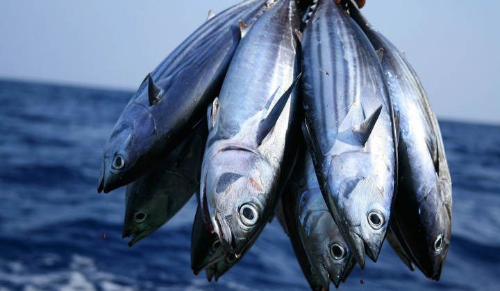 Xử lý thông tin phản ánh liên quan đến xuất khẩu cá ngừ