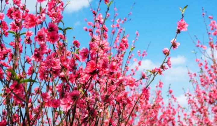 Tổ chức Tết Nguyên đán Bính Ngọ năm 2026 vui tươi, lành mạnh, an toàn, tiết kiệm