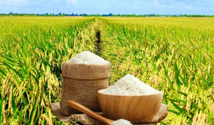 Điều hành sản xuất và tiêu thụ lúa gạo trước biến động thị trường toàn cầu