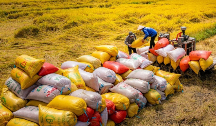 Nâng cao hiệu quả xuất khẩu gạo Việt Nam: Vai trò của chính sách, thị trường và chuỗi cung ứng