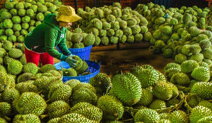 Tháo gỡ khó khăn trong xuất khẩu nông sản