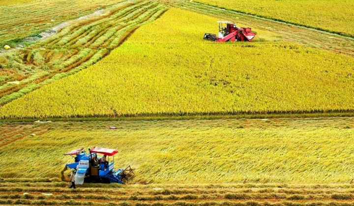 Đồng Tháp: Nỗ lực tham gia tốt Đề án 1 triệu ha lúa chất lượng cao