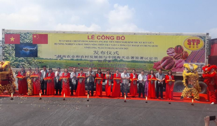 Vĩnh Long xuất khẩu chuyến khoai lang đầu tiên sang Trung Quốc