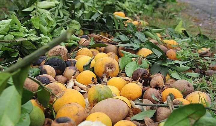 Cam rụng vàng gốc ở 'thủ phủ cam' xứ Nghệ
