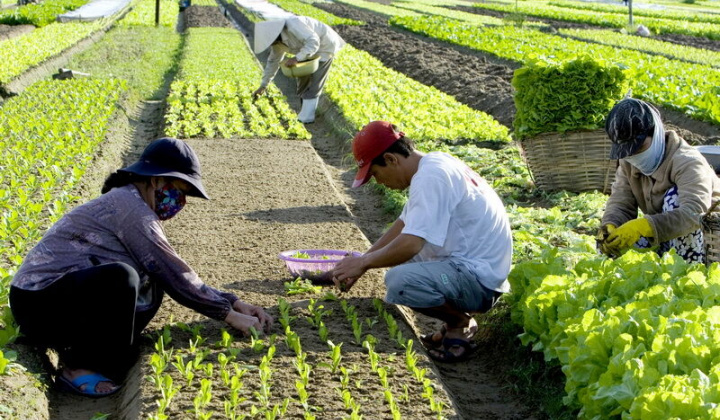 Chính sách ưu đãi phát triển kinh tế tập thể tại Trà Vinh