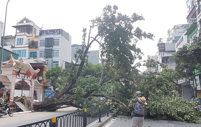 Cây cổ thụ bật gốc đổ chắn ngang phố Hà Nội, giao thông tê liệt
