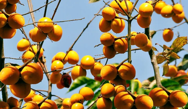 Hồng được mùa, nông dân Nam Đàn bội thu