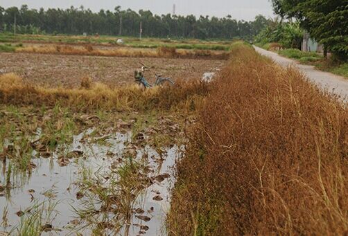 Nghệ An: Tình trạng lạm dụng thuốc diệt cỏ tràn lan, khó xử lý