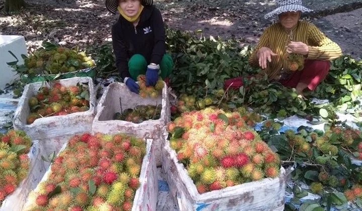 Chôm chôm nghịch vụ được giá, nhà vườn phấn khởi