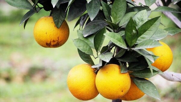 Một triệu quả cam Vinh được dán tem truy xuất nguồn gốc