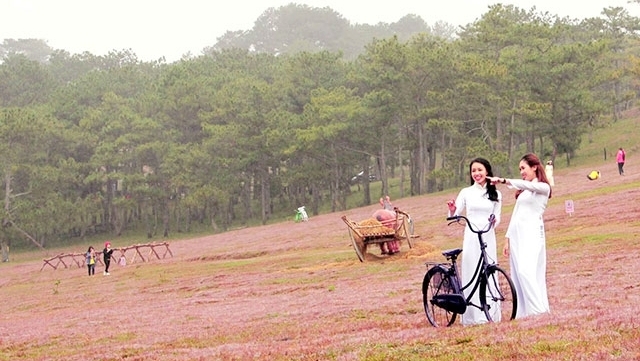 Da Lat: Pink grass festival opens at foot of Lang Biang mountain