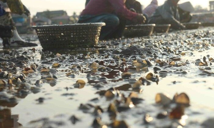 Ngao, hàu chết hàng loạt, người dân Nghệ An lo lắng vì thiệt hại hàng tỷ đồng