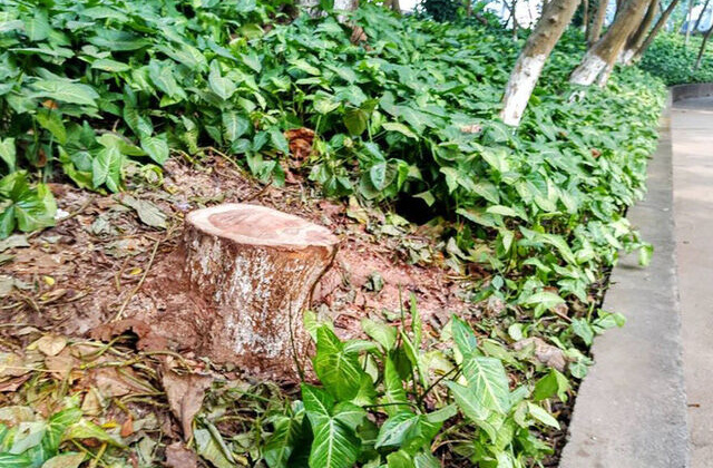 Bảo tàng dân tộc học Việt Nam bị mất trộm 2 cây sưa đỏ quý hiếm 