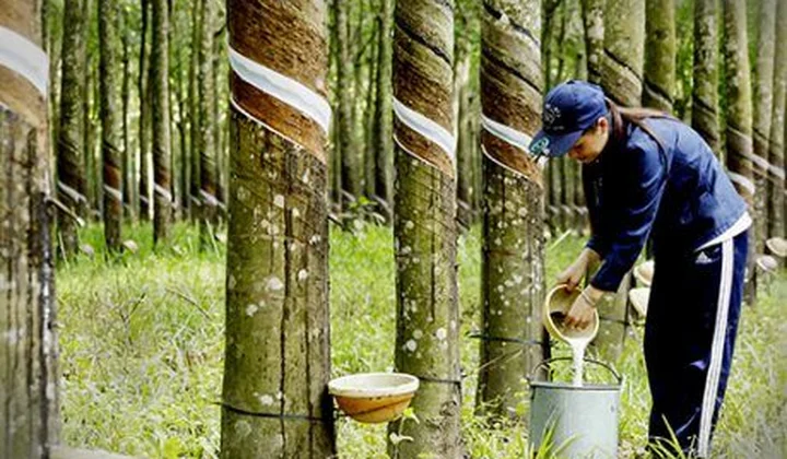 Xuất khẩu cao su tháng 10 tăng mạnh
