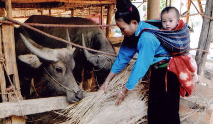 Các địa phương chủ động phòng, chống đói, rét cho vật nuôi
