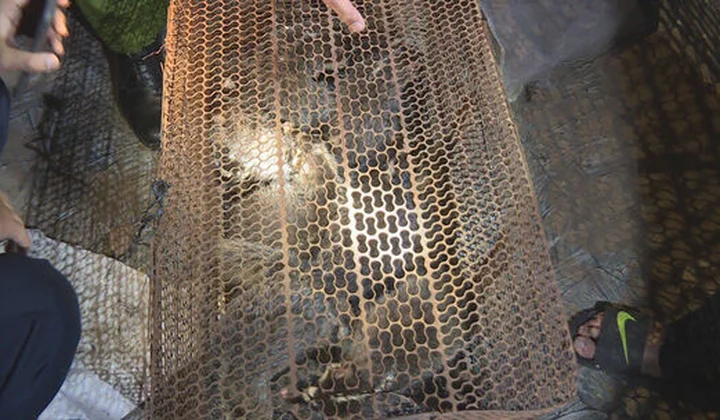 Đắk Lắk: Trên 50 cá thể động vật hoang dã được phát hiện tại nhà hàng Biển Rừng
