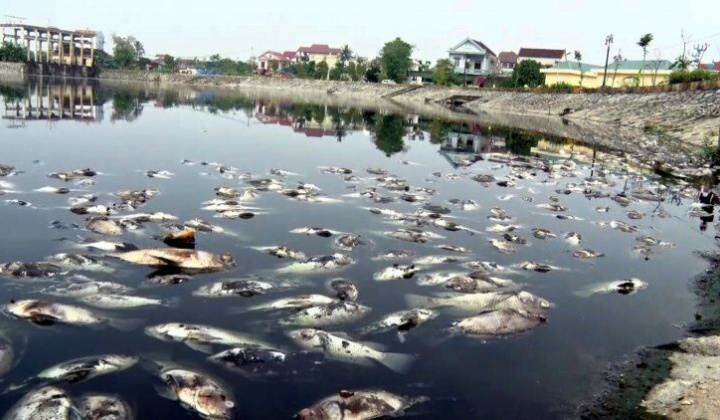 Nghệ An: Cá chết nổi trắng hồ Cửa Nam