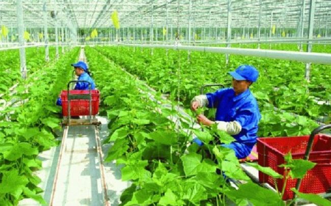 Chính sách chuyển giao công nghệ trong nông nghiệp qua hoạt động khuyến nông