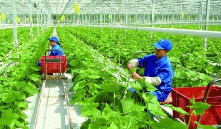Chính sách chuyển giao công nghệ trong nông nghiệp qua hoạt động khuyến nông