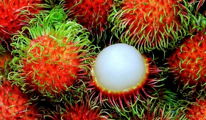 Chôm chôm Việt Nam sắp được xuất khẩu sang New Zealand