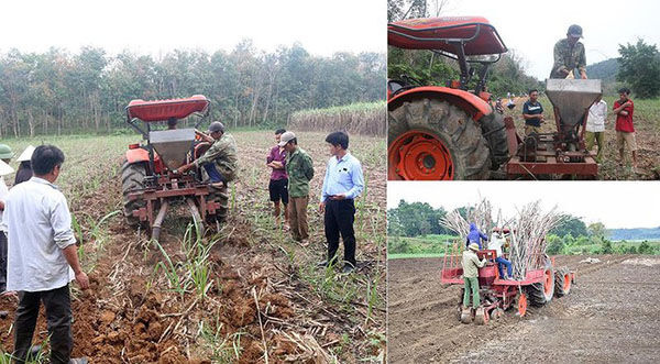 Công ty CP Mía đường sông Con: Chính sách thúc đẩy phát triển sản xuất