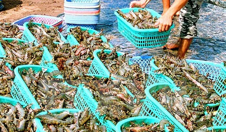 Kế hoạch hành động quốc gia phát triển ngành tôm