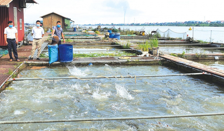 Bắc Ninh: Tăng cường phòng, chống một số bệnh nguy hiểm trên thuỷ sản nuôi