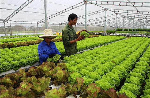 Thừa Thiên – Huế: Khuyến khích doanh nghiệp đầu tư vào nông nghiệp, nông thôn