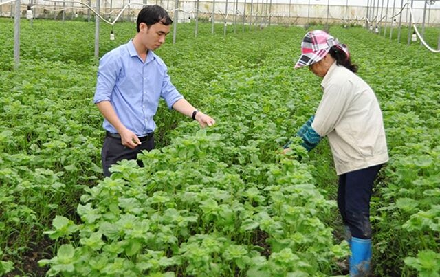 Bắc Ninh: Phát triển trang trại nông nghiệp công nghệ cao