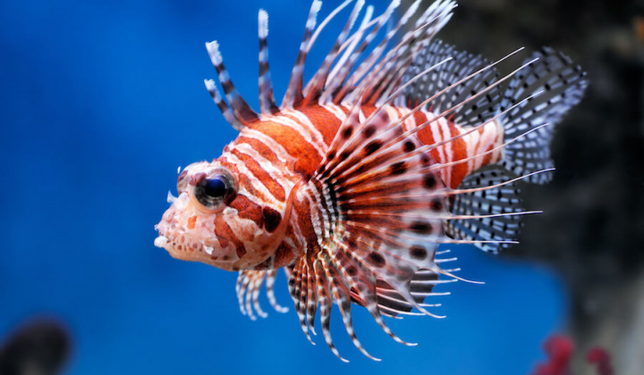 Lạ lùng cuộc chiến chống lại cá thần tiên