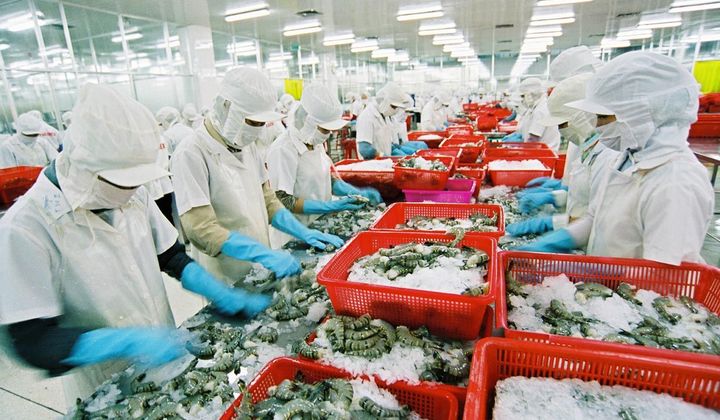 Mỹ tìm đường xuất khẩu tôm hùm vào thị trường Việt