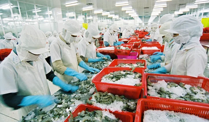 Mỹ tìm đường xuất khẩu tôm hùm vào thị trường Việt
