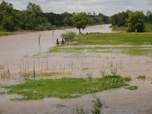 Hàng ngàn ha lúa và hoa màu thiệt hại do lũ về nhanh