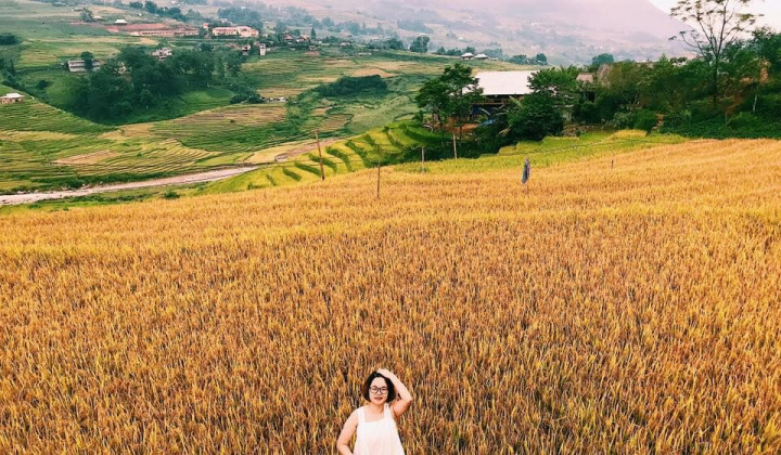 Sa Pa vào mùa lúa chín đẹp nhất năm