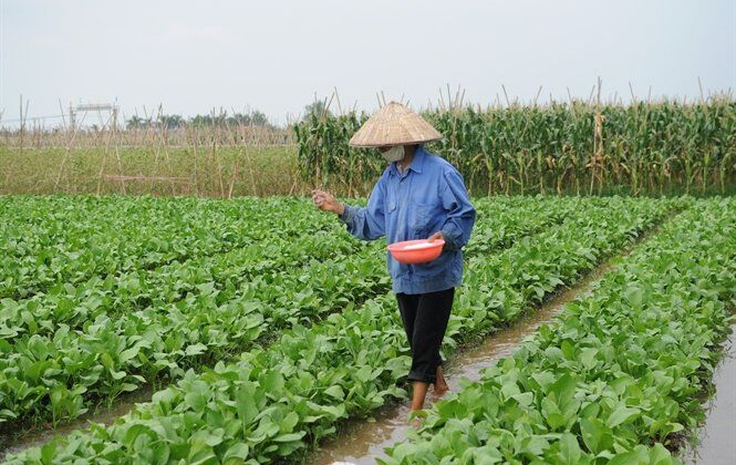 Có sự trùng lặp về công nhận lưu hành và công bố hợp quy phân bón?