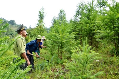 Bãi bỏ 44 thủ tục hành chính về bảo vệ và phát triển rừng