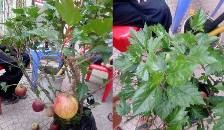 'Siêu phẩm' chỉ người Việt mới nghĩ ra: Táo trĩu quả trên cây dâm bụt