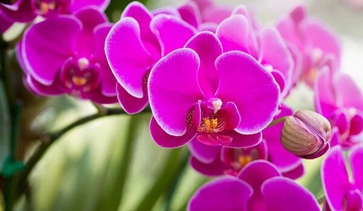 Lan hồ điệp cháy hàng trước Tết mặc giá cao ngất ngưởng
